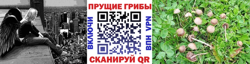 где продают наркотики blacksprut ссылки Галлюциногенные грибы мухоморы Елизаветинская